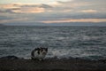 Cat and sunset Royalty Free Stock Photo