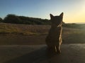 Cat during Sunset in Summer at Polihale Beach on Kauai Island, Hawaii. Royalty Free Stock Photo