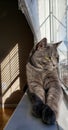 Cat sunshine window reflections relaxed paws animal