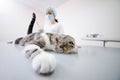Cat on the operating table Royalty Free Stock Photo