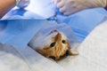 Cat on surgical table during surgeon castration in veterinary clinic on a table.vet. doctor during cat surgery.closeup