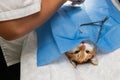 Cat on surgical table during surgeon castration in veterinary clinic on a table.vet. doctor during cat surgery.closeup