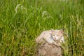 Cat sitting in a meadow Royalty Free Stock Photo