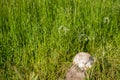 Cat sitting in a meadow Royalty Free Stock Photo
