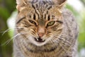 Cat in the surroundings of the monasteries of Meteora  in Greece. Royalty Free Stock Photo