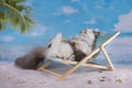 Cat in a swimsuit sunbathe on the beach Royalty Free Stock Photo