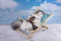 Cat in a swimsuit sunbathe on the beach Royalty Free Stock Photo