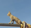Cat on swing Royalty Free Stock Photo