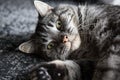 Cat tabbed daydreaming closeup face Royalty Free Stock Photo