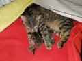 Cat tabby lies with its kittens in the lair