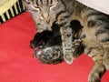 Cat tabby lies with its kittens in the lair on a red blanket