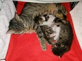 Cat tabby lies with its three little kittens in the lair