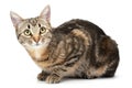 Cat tabby lying isolated on white background