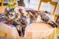 Cat Tabby Maine Coon on the Table Royalty Free Stock Photo