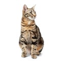 Cat tabby sitting isolated on white background.