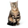 Cat tabby sitting isolated on white background.