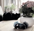 Cat table black flower candle Royalty Free Stock Photo