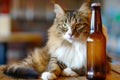 cat on a table with a craft beer bottle Royalty Free Stock Photo