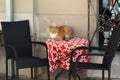 Cat on a table at empty street restaurant Royalty Free Stock Photo