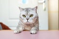 Cat Table Home Looking - Grey cat with green eyes sits on a pink table in a home, looking directly at the camera. Royalty Free Stock Photo