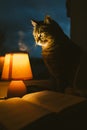 Cat, table lamp and book. Cozy home in dusk Royalty Free Stock Photo