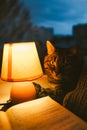 Cat, table lamp and book. Cozy home in dusk Royalty Free Stock Photo