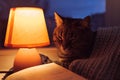 Cat, table lamp and book. Cozy home in dusk Royalty Free Stock Photo