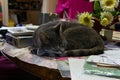 Adorable tabbycat sleeping on a table