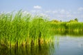 Cat-tail, Elephant grass, Lesser reedmace, Narrow-leaved Cat-tail (Typha angustifolia L.)Typhaceae