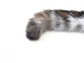 Cat tail with furry on the white background