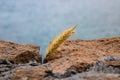 Cat tail grass pennisetum setaceum between the rocks, Tenerife, Canary Islands, Spain - Image Royalty Free Stock Photo