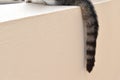 Cat tail on the wall. Royalty Free Stock Photo