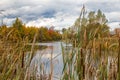 Cat Tails along the Rideau River near Ottawa Ontario Royalty Free Stock Photo