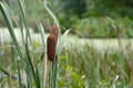 Cat tails Royalty Free Stock Photo