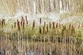 Cat Tails Growing Out Of A Pond Royalty Free Stock Photo