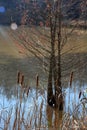 Cat tails and a hemlock tree