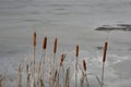 Cat tails with icy background Royalty Free Stock Photo