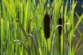 Cat Tails and reeds backlit
