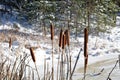 Cat tails with snow Royalty Free Stock Photo