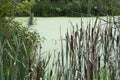 Cat tails in wetlands Royalty Free Stock Photo