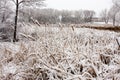 Cat-Tails in the Winter Royalty Free Stock Photo