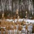 Cat tails in winter