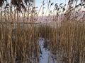 Cat tails in winter on beach Royalty Free Stock Photo