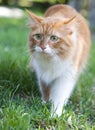 Cat take a walk on the grass Royalty Free Stock Photo