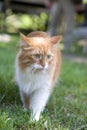 Cat take a walk on the grass Royalty Free Stock Photo
