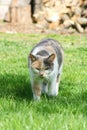 Cat take a walk on the grass Royalty Free Stock Photo
