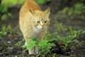 Cat take a walk on the grass Royalty Free Stock Photo