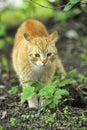 Cat take a walk on the grass Royalty Free Stock Photo