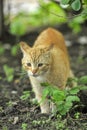 Cat take a walk on the grass Royalty Free Stock Photo