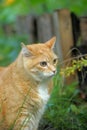 Cat take a walk on the grass Royalty Free Stock Photo